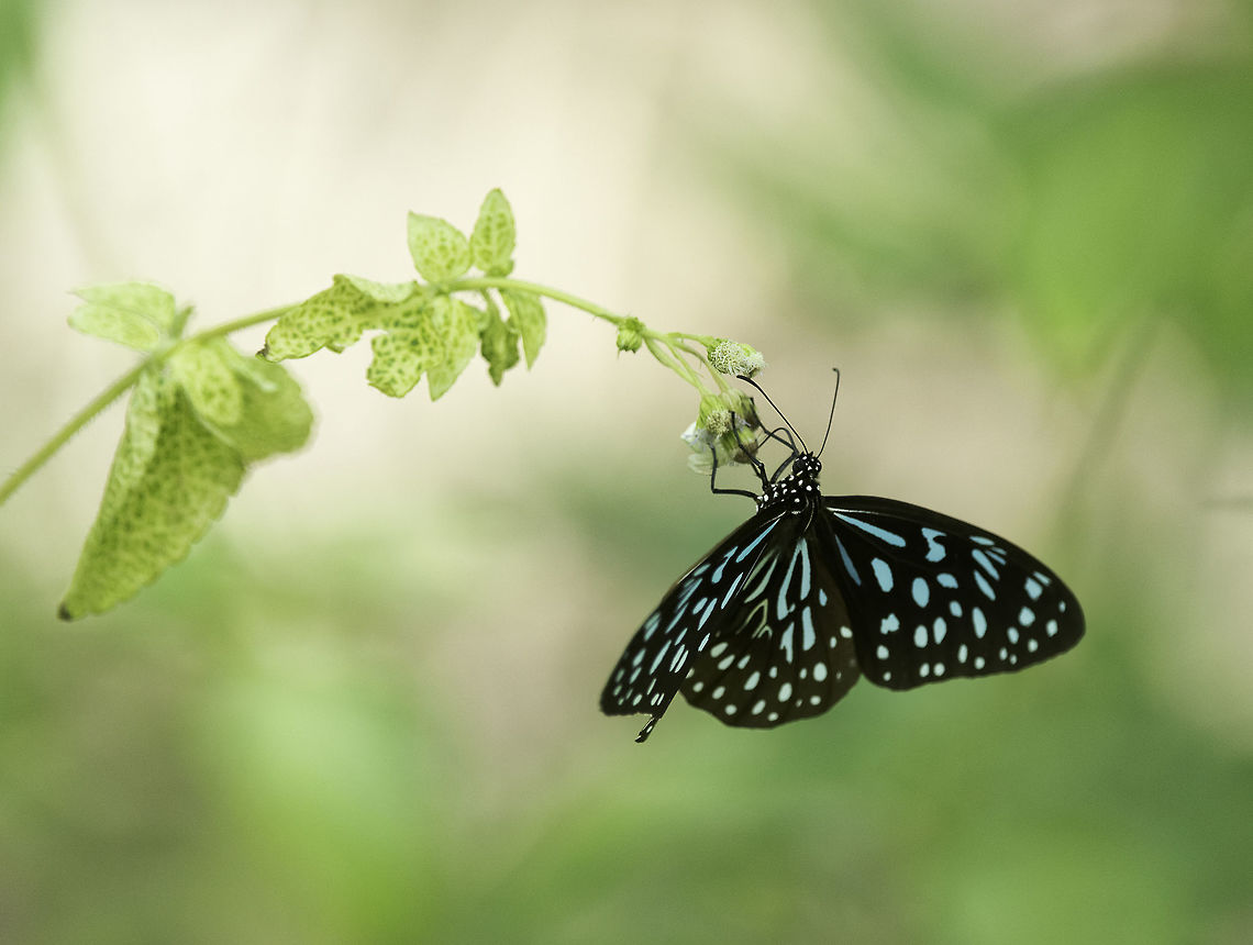 Tirumala septentrionis septentrionis -dark blue tiger deep in the forest of Perlis near the thai border Dark Blue Tiger,Fall,Geotagged,Malaysia,Nymphalidae,Tirumala septentrionis,Tirumala septentrionis septentrionis,butterflies,dananinae,dark blue tiger,rama rama