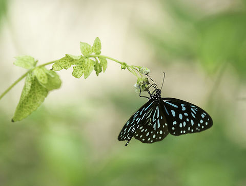 Tirumala septentrionis septentrionis -dark blue tiger deep in the forest of Perlis near the thai border Dark Blue Tiger,Fall,Geotagged,Malaysia,Nymphalidae,Tirumala septentrionis,Tirumala septentrionis septentrionis,butterflies,dananinae,dark blue tiger,rama rama