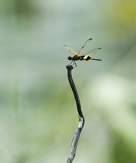 Rhyothemis phyllis A side pond of Tamam Melati in Perlis was host to many dragonflies. Blisssss... Fall,Geotagged,Malaysia,Rhyothemis phyllis,odonata