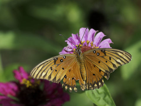 Gulf Fritillary Agraulis vanillae in the garden Taken today, you guys inspired me to go and find a new species.
Here is is, my first ever Tico fritillary! Agraulis vanillae,Costa Rica,Fall,Geotagged,Gulf Fritillary,Gulf fritillary,Heliconiini,butterflies,fritillary,mariposa.papillon,nymphalidae