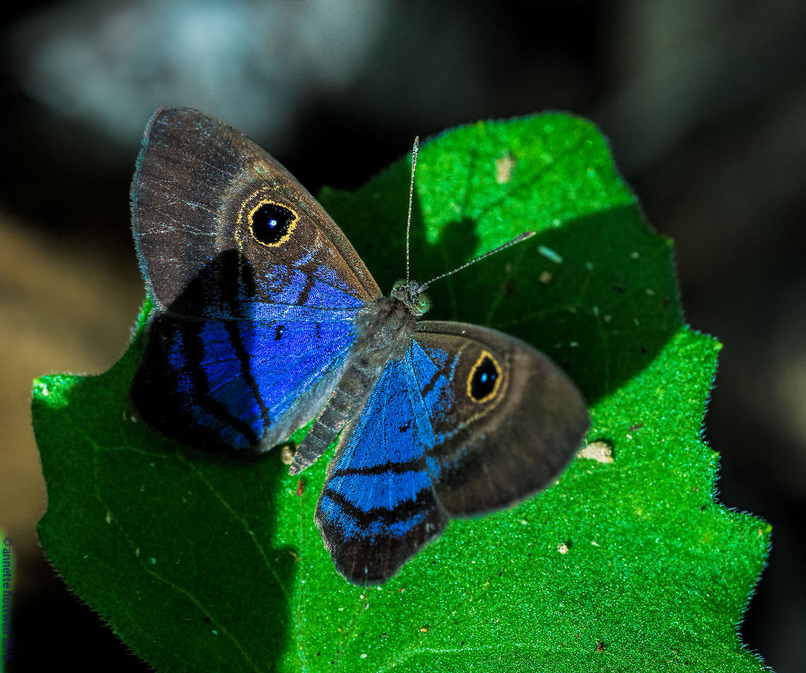 Mesosemia telegone telegone - the blue that wasn't one Today I had completed a major task so I allowed myself an hour with the dog and my &#039;new&#039; lens (my 200mm was stolen with my laptop and 4 other lenses...). How glad I was to see a little blue flash among the leaves in the jungle part of our garden. Strangle, the blue had rings on the outside like a Satyrid . <br />
So I spent another hour trying to identify the little sod. So here is what I found, I have checked butterfliesofamerica, INBIO CR and quite a few more. Definitely not a Lycanides.<br />
So I went for plan B :) If you can&#039;t find it anywhere and it doesn&#039;t fir any know pattern, it is a Riodinid. YES!<br />
This Mesosemia resembles most, I have also compared the outside rings that you can&#039;t see here. If you want, I&#039;ll upload that shot,too. Costa Rica,Fall,Geotagged,Mesosemia telegone telegone,Riodinidae,Violet-washed Eyed-Metalmark,butterfly,mariposa.papillon,metalmark