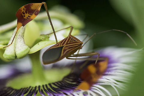 The bug with shielded knees -Flag-footed Bug - Anisoscelis affinis This very fancy bug shows up regularly when the maracujas are in flower. Luckily, it doesn't seem to bother the plant much.
PS I'm very sorry this comes under unidentified, it just doesn't work and it should
HERE it is
https://species.wikimedia.org/wiki/Anisoscelis_affinis
http://yolcatzin.com.mx/?p=410
http://www.latinamericaninsects.net/coreidae.html
and a mediocre photo is here,too.
http://bugguide.net/node/view/350568 Anisoscelis affinis,Coreidae,Costa Rica,Geotagged,Leaffooted bug,Summer,bug,chinche foliada,flag footed bug,insect