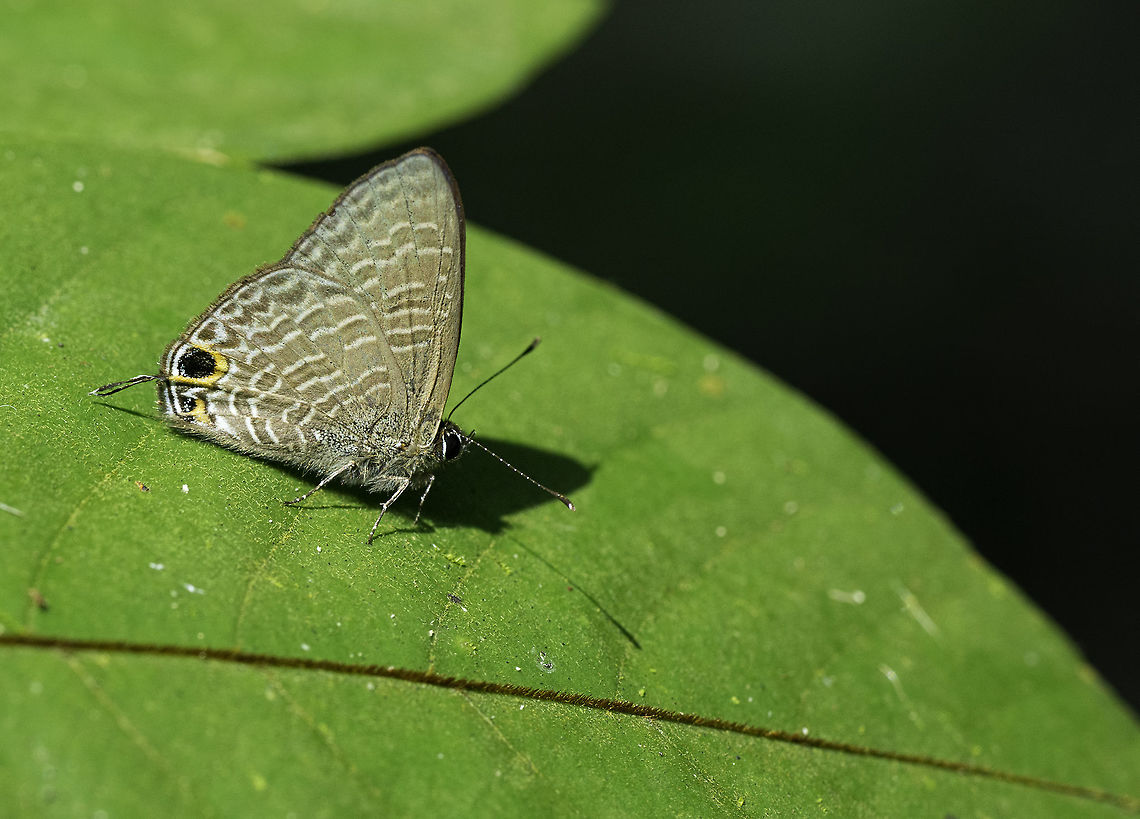 Ionolyce helicon merguiana - Dotted line blue In a forest in Perak, a few of those were enjoying the sunlight. Geotagged,Ionolyce helicon merguiana,Malaysia,Pointed Line Blue,Summer,blues,butterfly,dotted line blue,lycanidae,rama rama