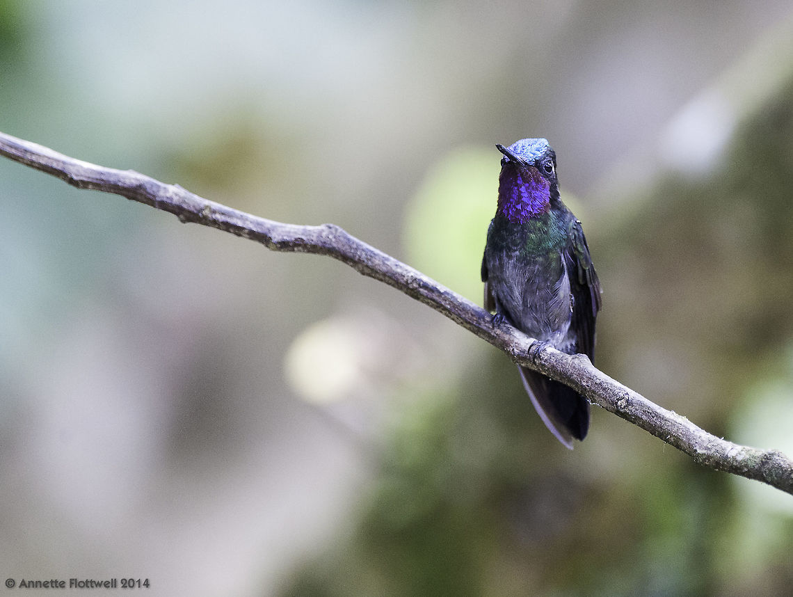 Eugenes fulgens- colibrí_magnífico up in the mountains above Fortuna, about 1400m above sea level. Costa Rica,Eugenes fulgens,Geotagged,Magnificent hummingbird,Winter,ave,bird,colibrí_magnífico,hummingbird