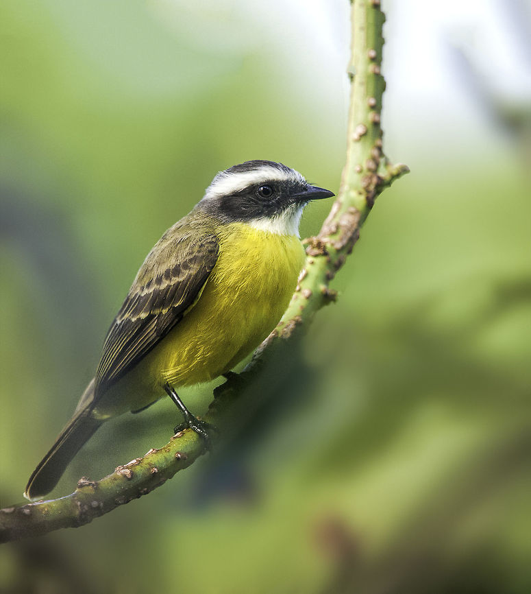 Myiozetetes similis - benteveo mediano - social flycatcher a medium sized flycatcher in our garden, going after the small black bees who are raiding the plantains.<br />
<a href="http://neotropical.birds.cornell.edu/portal/species/overview?p_p_spp=478316" rel="nofollow">http://neotropical.birds.cornell.edu/portal/species/overview?p_p_spp=478316</a><br />
<a href="http://avibase.bsc-eoc.org/species.jsp?avibaseid=468B520CCD1A02F7" rel="nofollow">http://avibase.bsc-eoc.org/species.jsp?avibaseid=468B520CCD1A02F7</a> Aves,Costa Rica,Fall,Geotagged,Myiozetetes similis,Social flycatcherVermilion-crowned flycatcher,Tyrannidae,benteveo mediano,bird,social flycatcher