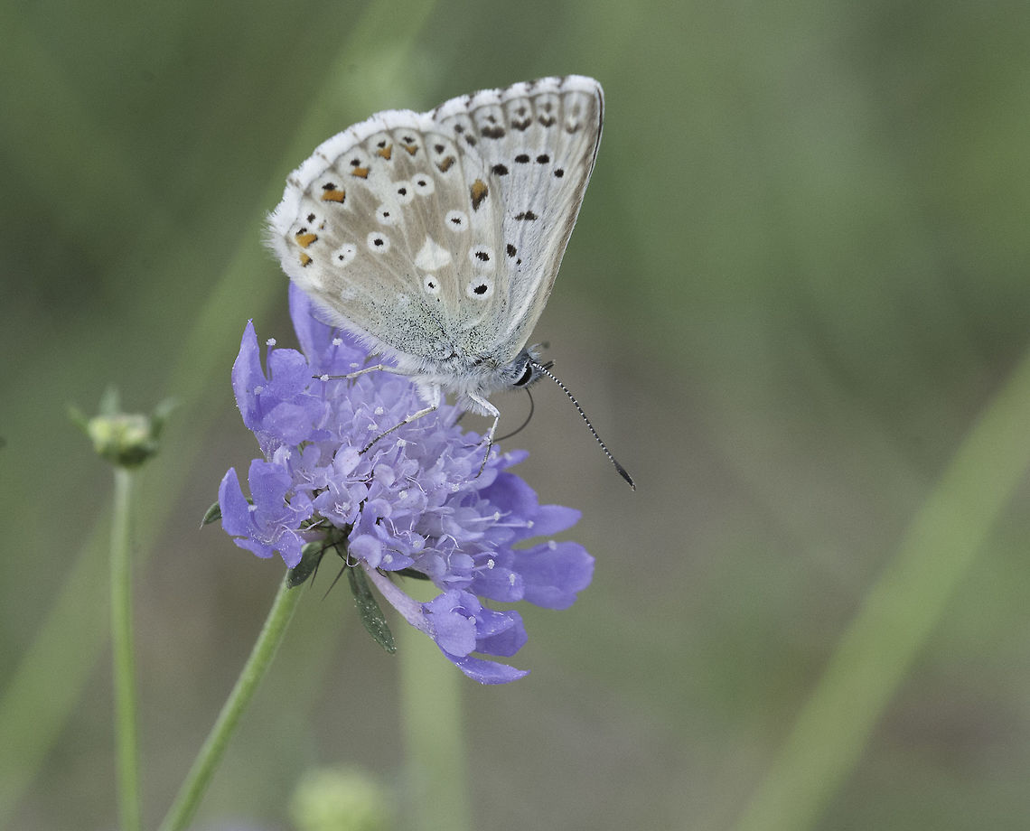 Polyommatus hispana -provençal chalkhill blue One from the Plateua d&#039;argentine, where they used to be plenty in the chalky terrain. France,Geotagged,Polyommatus hispana,Summer,butterfly,leptidoptera,lycanidae,provençal chalkhill blue
