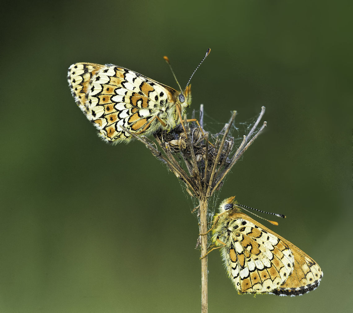 Melitaea phoebe x2 in the often neglected &#039;truffle plantation&#039; behind our home in the Dordogne. Lucky me, the farmer was most of the time to lazy to cut the hay. This resulted in a wealth of insect life.<br />
<br />
This wiki page is much better than the English one<br />
<a href="https://fr.wikipedia.org/wiki/M&eacute;lit&eacute;e_des_centaur&eacute;es" rel="nofollow">https://fr.wikipedia.org/wiki/M&eacute;lit&eacute;e_des_centaur&eacute;es</a><br />
 France,Geotagged,Knapweed Fritillary,Melitaea phoebe,Mélitée des centaurées,Nymphalidae,Nymphalinae,Spring,butterfly,grand damier,insect,knapweed fritillary,mariposa
