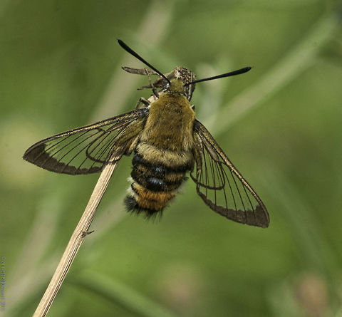 Hemaris_tityus_- another lovely hawkmoth, not the fuciformis Sphinx bourdon ou sphinx de la scabieuse it is in French, which is quite descriptive. I like the same  bumble bee hawkmoth because that is exactly what I thought for a second.. a giant bumblebee. Taken in our garden in the Dordogne, where I had negotiated a WILD bit with the other half. France,Geotagged,Hemaris tityus,Sphinx bourdon,Summer,hawkmoth,hommelvlinder,scabieuse,sphinx de la scabieuse