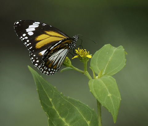 Danaus_affinis_malayanus-malay_tiger_(18_of_22)  Danaus affinis,Fall,Geotagged,Malaysia,Mangrove tiger