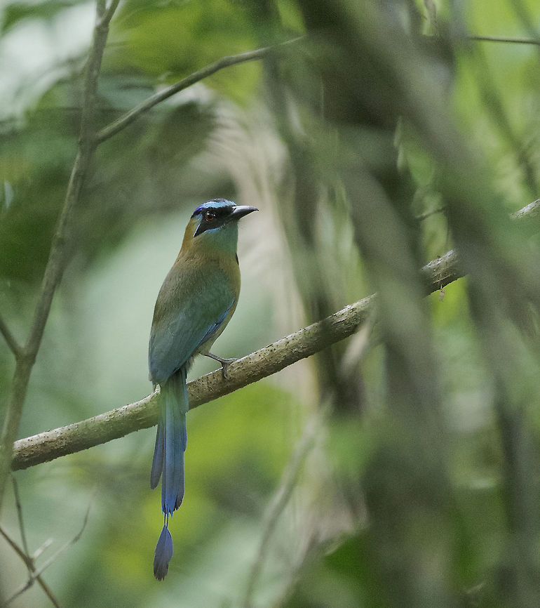 A very well dressed bee catcher - Motmotus Motmota Sorry for this second upload, I know there is another photo on this site .. I had the urge to upload this one as there are no twigs in the way and you can see his tail. Blue-crowned motmot,Costa Rica,Geotagged,Momotus momota,Motmotus Motmota,Spring,ave,bird,motmot,pajaro pendulo