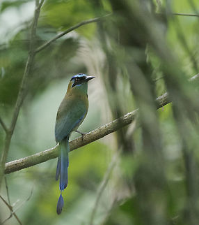 A very well dressed bee catcher - Motmotus Motmota Sorry for this second upload, I know there is another photo on this site .. I had the urge to upload this one as there are no twigs in the way and you can see his tail. Blue-crowned motmot,Costa Rica,Geotagged,Momotus momota,Motmotus Motmota,Spring,ave,bird,motmot,pajaro pendulo