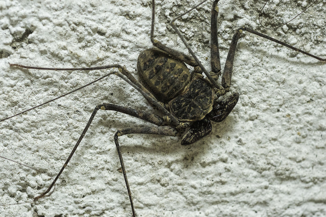 phrynus longipes This really weird looking spider sat behind a carton in our workshop. Needles to say I forgot all about gears and went for the camera.<br />
<a href="http://www.discoverlife.org/mp/20p?see=I_AMC5713" rel="nofollow">http://www.discoverlife.org/mp/20p?see=I_AMC5713</a><br />
<a href="https://fr.wikipedia.org/wiki/Phrynus_longipes" rel="nofollow">https://fr.wikipedia.org/wiki/Phrynus_longipes</a><br />
<a href="http://www.wikiwand.com/fr/Phrynus_longipes" rel="nofollow">http://www.wikiwand.com/fr/Phrynus_longipes</a> Costa Rica,Fall,Geotagged,Phrynus longipes,ara&ntilde;a,ara&ntilde;a escorpi&oacute;n,flat,phrinus longipes,phrynus,shed,workshop