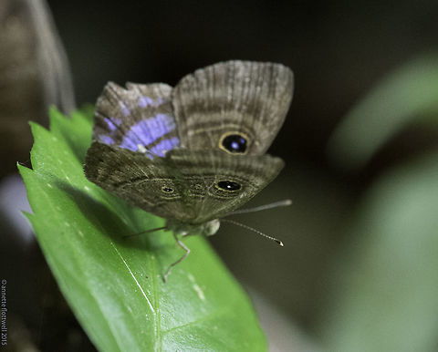 Mesosemia telegone telegone - for information only - female outer wing On request, here is my only underside shot, a female this time Costa Rica,Fall,Geotagged,Hesperina Eyed-Metalmark,Mesosemia telegone telegone,Violet-washed Eyed-Metalmark,butterfly,insect,metalmark,riodinidae