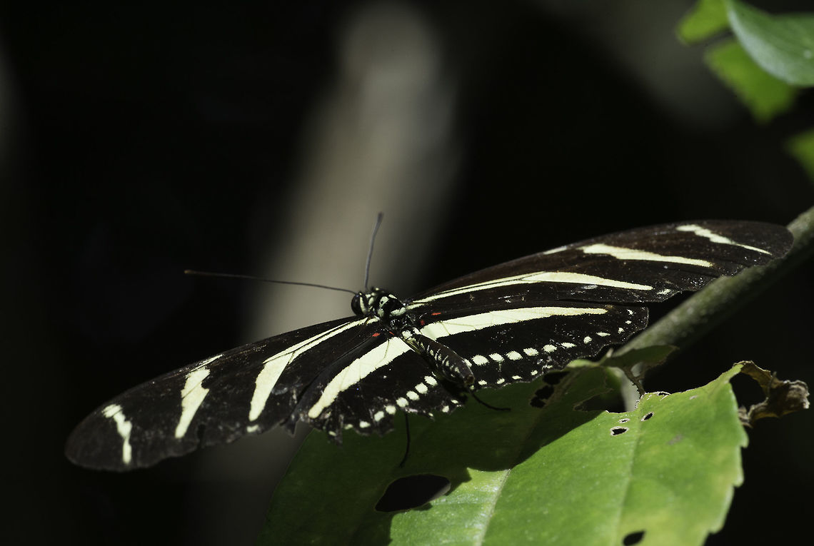 Heliconius charithonia vazquezae this the southern version of Heliconius charithonia ! There is a slight difference in stripes and in Costa Rica you don't get the others.<br />
It is the second generation in the garden since we are here and I am really glad that my strict NO to any chemicals we have pierced fruit and veg, but more diversity in butterflies. Those hardly ever leave the jungle part of the garden. Costa Rica,Fall,Geotagged,Heliconius charithonia,Heliconius charithonia vazquezae,Nymphalidae,Zebra Longwing,butterfly,heliconia,mariposa
