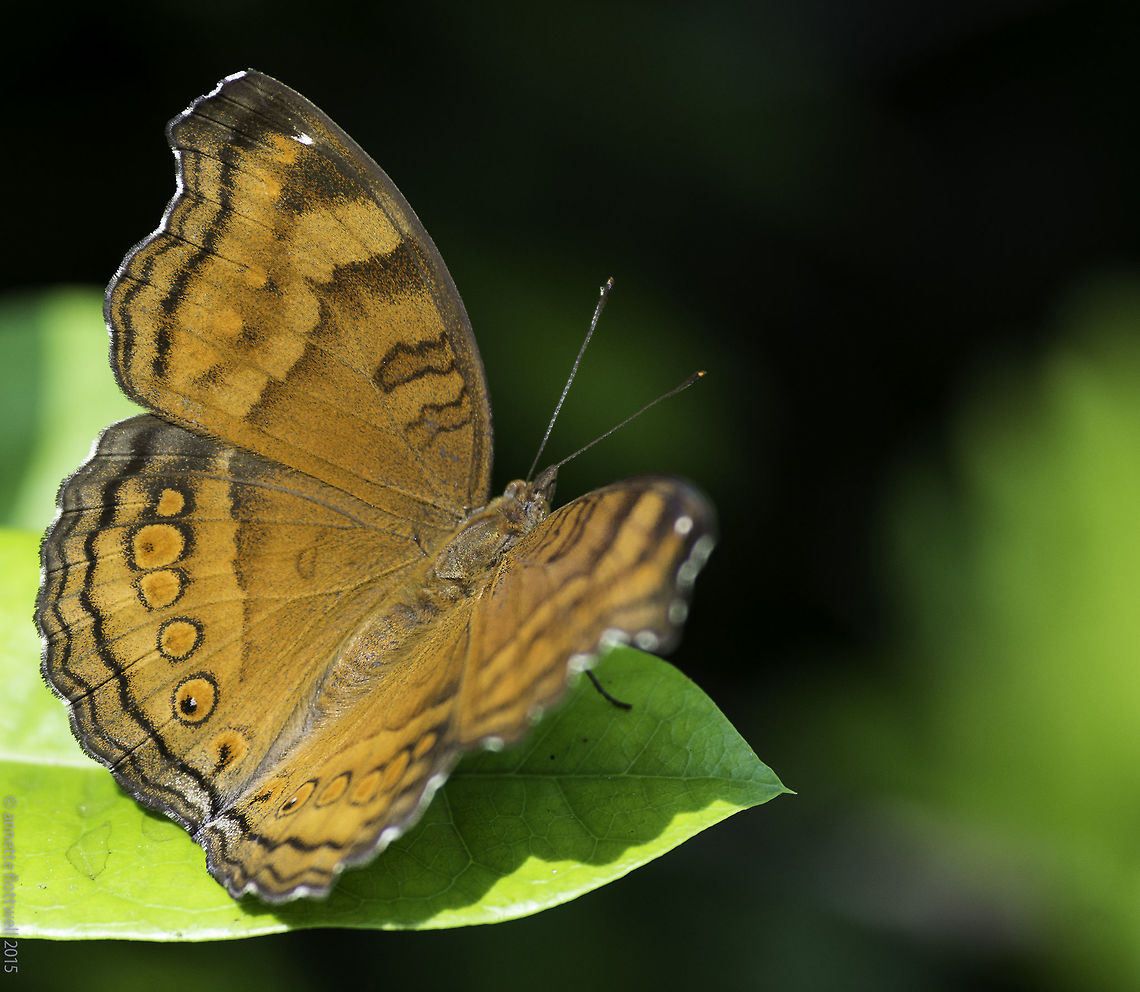 Junonia hedonia-Brown Pansy Not to be confused with the Chocolate soldier!<br />
A stroke of luck to see this in a park in Selangor. Brown Pansy,Geotagged,Insects,Junonia hedonia,Malaysia,Summer,butterfly,nymphalidae,nymphalinae