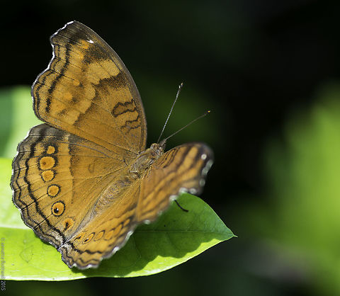 Junonia hedonia-Brown Pansy Not to be confused with the Chocolate soldier!
A stroke of luck to see this in a park in Selangor. Brown Pansy,Geotagged,Insects,Junonia hedonia,Malaysia,Summer,butterfly,nymphalidae,nymphalinae