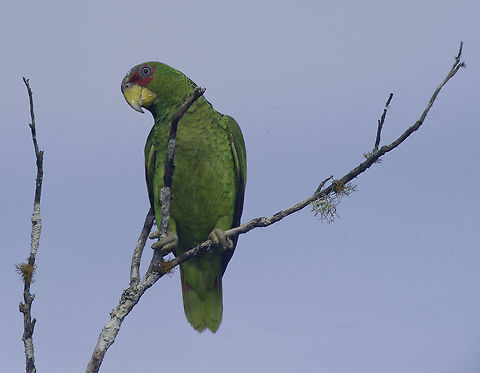 white faced amazon - amazona albifrons -loro frente blanca or, as we call them, the common mandarin thief!
When the mandarins are out, I often threaten to take a photo with my 600mm to see them off. This is taken with that very one, an old MF 600mm 5.6. A very good lens for garden birds :) not heavy and tack sharp. Amazona albifrons,Costa Rica,Fall,Geotagged,White-fronted amazon,amazona albifrons,loro frente blanca,white faced amazon