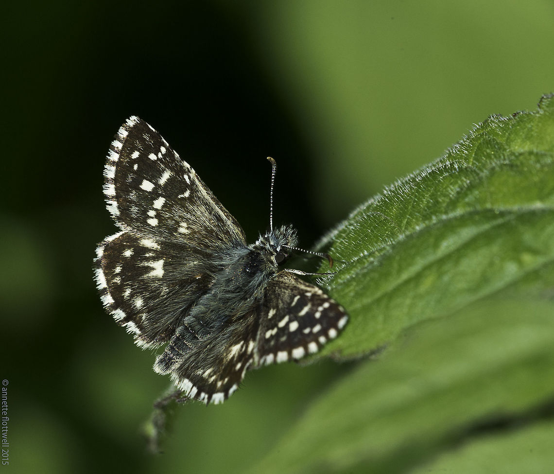 Pyrgus armoricanus - hespérie_des potentilles there was an abandoned spring near home our old home, I used to get a totally different set of insects there, much unlike the surrounding dryer lands France,Geotagged,Oberth&uuml;r's grizzled skipper,Pyrgus armoricanus,Spring,butterfly,hesperidae,hespérie_des potentilles,skipper