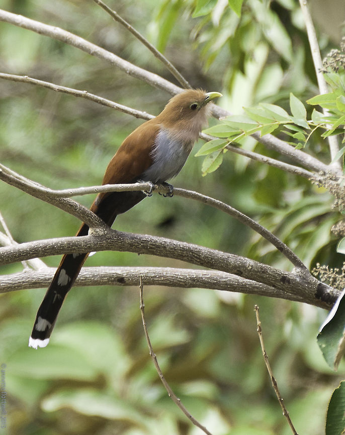 squirrel cuckoo Piaya cayana These tend to sit in the undergrowth and we could observe a female bringing in food for her young. Yes they have nested twice here in the garden now.<br />
this is a fairly large cuckoo with a quite distinctive call. Costa Rica,Geotagged,Piaya cayana,Squirrel cuckoo,Winter,bird,cuckoos,squirrel cuckoo