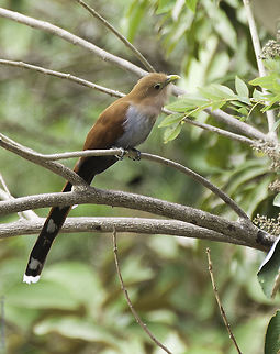 squirrel cuckoo Piaya cayana These tend to sit in the undergrowth and we could observe a female bringing in food for her young. Yes they have nested twice here in the garden now.
this is a fairly large cuckoo with a quite distinctive call. Costa Rica,Geotagged,Piaya cayana,Squirrel cuckoo,Winter,bird,cuckoos,squirrel cuckoo
