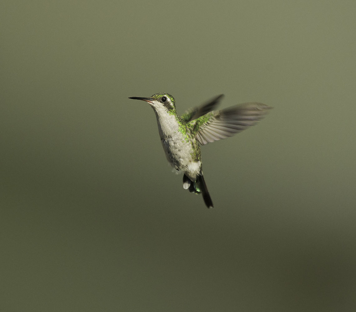 Chlorostilbon canivetii -esmeralda tijereta our tiniest garden guest, she is really lovely and twitters very quietly. Canivets emerald,Chlorostilbon canivetii,Costa Rica,Geotagged,Hummingbird,Summer,colibri,esmeralda tijereta,female,hembra