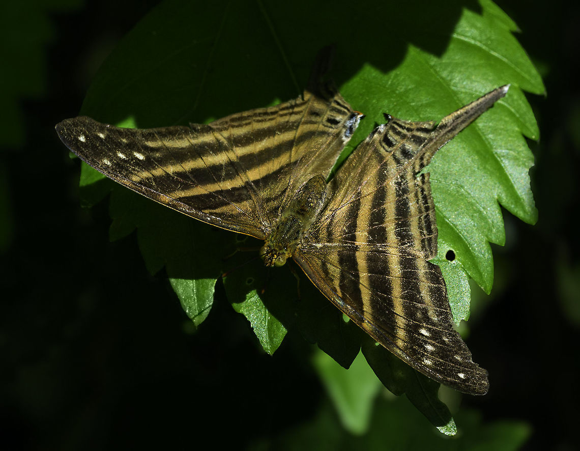 Marpesia chiron - like a garden Manta Ray found this flapping through the garden the other day and made a run for the camera.  Butterfly,Costa Rica,Fall,Geotagged,Many-banded daggerwing,Marpesia chiron,Nymphalidae,mariposa