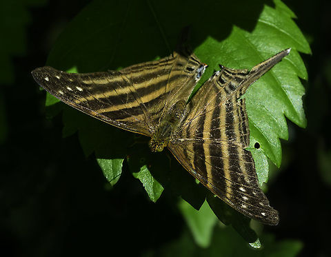 Marpesia chiron - like a garden Manta Ray found this flapping through the garden the other day and made a run for the camera.  Butterfly,Costa Rica,Fall,Geotagged,Many-banded daggerwing,Marpesia chiron,Nymphalidae,mariposa