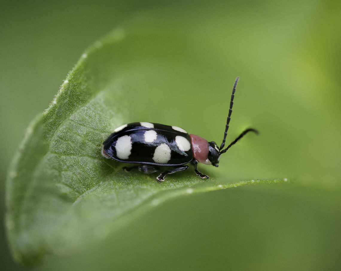 Omophoita cyanipennis - Eight-spotted Flea Beetle  Costa Rica,Eight-spotted Flea Beetle,Eight-spotted flea beetle,Fall,Geotagged,Omophoita cyanipennis,coleoptera,insect