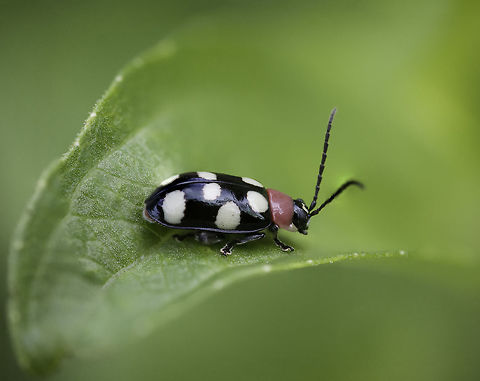 Omophoita cyanipennis - Eight-spotted Flea Beetle  Costa Rica,Eight-spotted Flea Beetle,Eight-spotted flea beetle,Fall,Geotagged,Omophoita cyanipennis,coleoptera,insect
