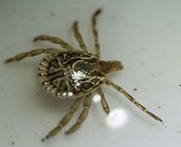 Amblyomma cajennense - the photographer's enemy Look what I pulled off my leg today, luckily not fat yet. These ticks cn carry all sorts of diseases, Ehlichosis, Rocky mountain spotted fever etc.<br />
They are quite tough and not easy to get rid off. this is why I put this one in the washbasin under water to take the picture. I have to admit that for once I killed my subject. But since it is difficult to find a half decent ID photo on the web, I thought it might be an idea to upload it.<br />
EXIF :) Venus 2:1 lens full magnification, it was about 6mm Amblyomma,Amblyomma cajennense,Costa Rica,Fall,Geotagged,Ixodidae,Rocky Mountain spotted fever,tick