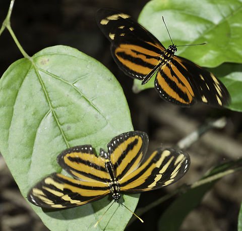 Isabellas Longwing