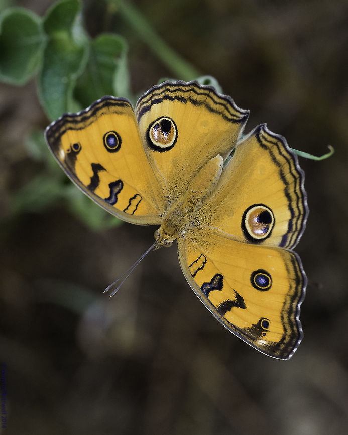 Junonia almana javana Peacock pansy Dry season version, this colour is typical for the subspecies javana.<br />
Found in an abandoned nature park in urban Selangor Geotagged,Junonia almana,Malaysia,Nymphalidae,Nymphalinae,Peacock Pansy,Summer,butterfly,junonia