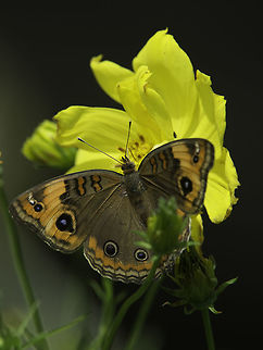Junonia evarete evarete Very similar to the junonia coenia but different again, also resembles the female blue pansy Butterfly,Costa Rica,Geotagged,Junonia evarete,Junonia evarete evarete,Nymphalidae,Nymphalinae,Summer,West Indian buckeye,junonia