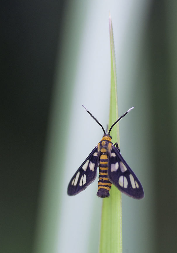 Amata huebneri - a little white antennae moth in the grass, Suburban Selangor in an abandoned park<br />
I have checked carefully,  nigriceps has double windows in the tip. Amata huebneri,Arctiinae,Erebidae,Geotagged,Malaysia,Summer,insect,tiger moth