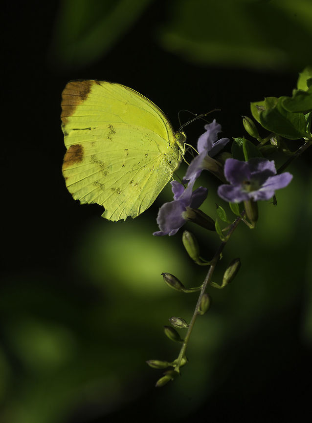 Pyrisitia dina Taken yesterday when I was hunting for some capsicums not yet eaten by worms or uracas. Costa Rica,Eurema dina,Fall,Geotagged,Pieridae,Pyrisitia dina,butterfly,coliadinae,insect,sulphur