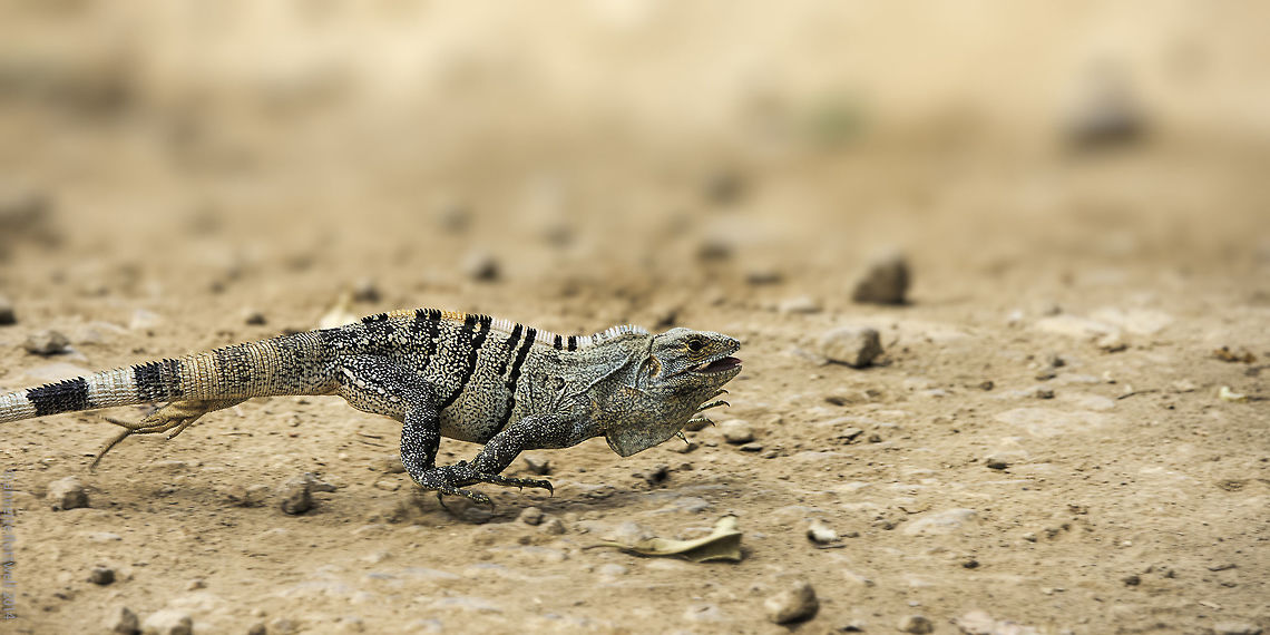 iguana_verde -airs and tail above the ground Driving from Tierras Morenas to Bijaguas, I was very lucky to get this female crossing the road. You don&#039;t often see them in gallop!  Costa Rica,Geotagged,Green iguana,Iguana iguana,Winter,iguana iguana,iguana verde,lizards,reptiles