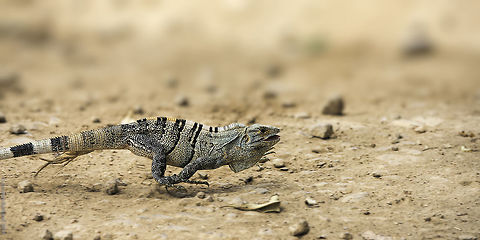 iguana_verde -airs and tail above the ground Driving from Tierras Morenas to Bijaguas, I was very lucky to get this female crossing the road. You don't often see them in gallop!  Costa Rica,Geotagged,Green iguana,Iguana iguana,Winter,iguana iguana,iguana verde,lizards,reptiles