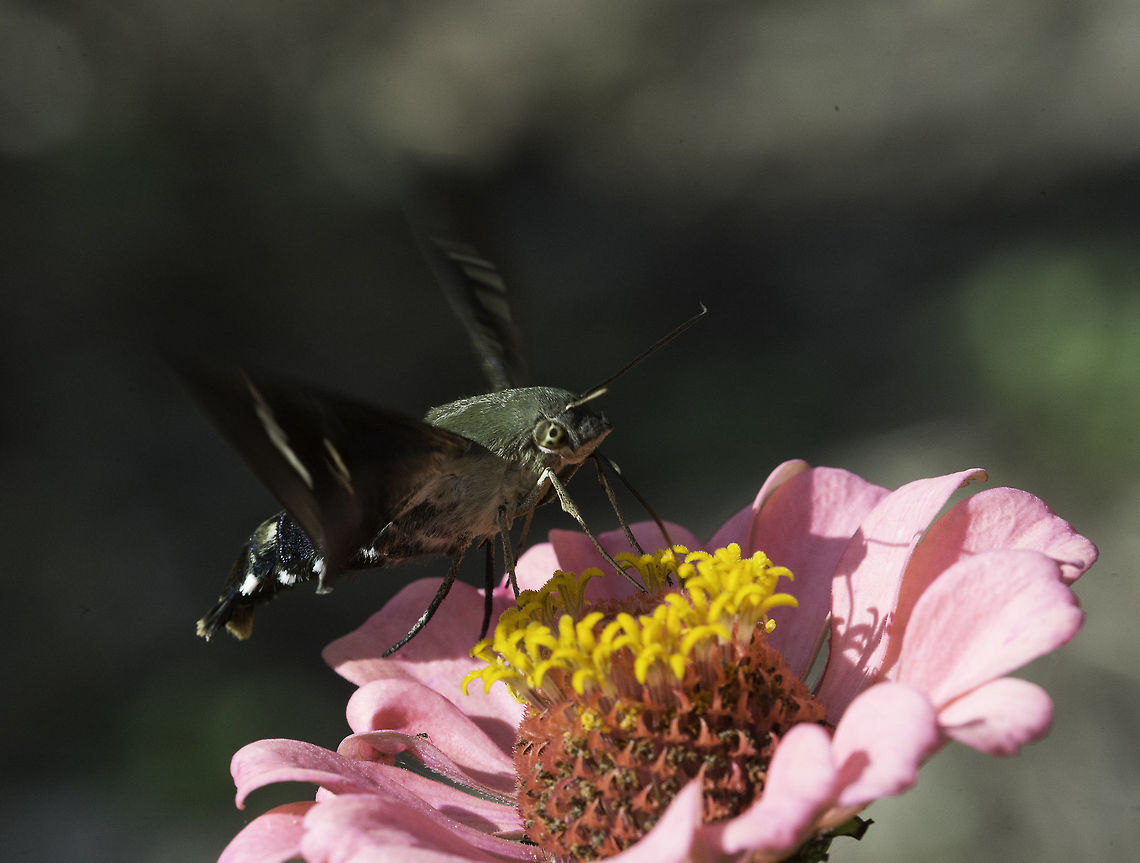 Aellopos titan a big, very fast hawkmoth in our garden. Only one size down from a small hummingbird :) Aellopos titan,Costa Rica,Geotagged,Insects,Summer,Titan Sphinx,hawkmoth,sphingidae