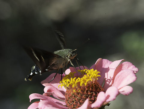 Aellopos titan a big, very fast hawkmoth in our garden. Only one size down from a small hummingbird :) Aellopos titan,Costa Rica,Geotagged,Insects,Summer,Titan Sphinx,hawkmoth,sphingidae