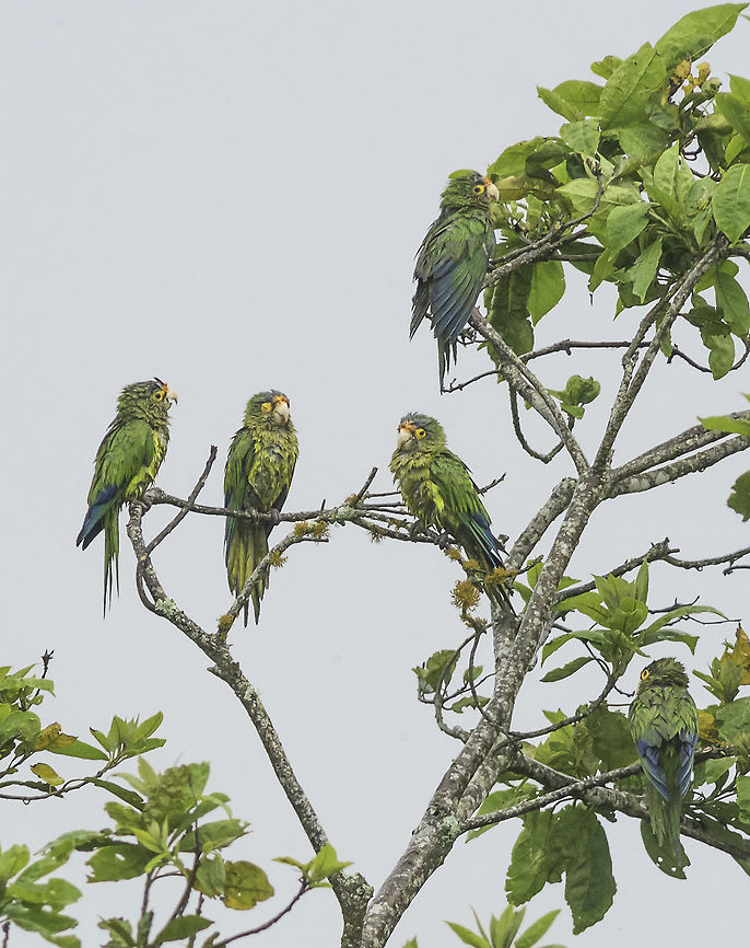 I wish he would stop talking - Amazona autumnalis in the rain. They take a break from raiding our oranges while it is pouring down.<br />
These are normally lowland parrots, they send out a recce team to check out the citrus crop. As soon as they spot an interesting set of trees, they go and fetch their mates round Cañas. As soon as the high winds are back and the citrus are gone, so are they.<br />
PS don't believe the EXIF it a 600 mm 5.6 MF lens Aratinga canicularis,Costa Rica,Eupsittula canicularis,Geotagged,Orange-fronted Parakeet,Orange-fronted parakeet,Summer,aves,birds,greens parrots,parrots