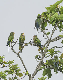 I wish he would stop talking - Amazona autumnalis in the rain. They take a break from raiding our oranges while it is pouring down.
These are normally lowland parrots, they send out a recce team to check out the citrus crop. As soon as they spot an interesting set of trees, they go and fetch their mates round Cañas. As soon as the high winds are back and the citrus are gone, so are they.
PS don't believe the EXIF it a 600 mm 5.6 MF lens Aratinga canicularis,Costa Rica,Eupsittula canicularis,Geotagged,Orange-fronted Parakeet,Orange-fronted parakeet,Summer,aves,birds,greens parrots,parrots