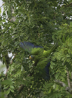 aratinga canicularis - spot the parrot A young one taking a dive! Aratinga canicularis,Costa Rica,Eupsittula canicularis,Geotagged,Orange-fronted Parakeet,Orange-fronted parakeet,Summer,aratinga canicularis,garden birds,green,parrot