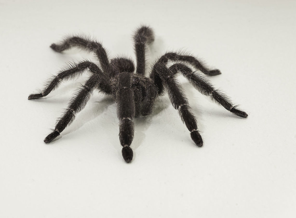 Brachypelma angustum-CostaRica Red Tarantula on the bedroom wall Good to be here, because I won&#039;t hear any eeek! or aiiie! from you.<br />
So we were planning to go for a beer, which required that Chris got some clean shoes.<br />
Up in the bedroom, I heard him shout LOOK AT THIS!!<br />
There she was 12 cm of Tarantula. I am not used to sleep with this in my bedroom, so I called my friend Carlos.. &iquest;que hago?<br />
Chris found an appropriate carton, about 50x60x40cm and declared. she doesn&#039;t want to go in there. I was in fits laughing when I saw a 2m bloke talk to a spider but I still managed to do the right thing and take a few photos. Chris coaxed her in with the help of a small carton and then she was transported to the garden. So far we have spotted two adult females, 2 babies, one male.<br />
links for the ID <a href="https://es.wikipedia.org/wiki/Brachypelma" rel="nofollow">https://es.wikipedia.org/wiki/Brachypelma</a><br />
<a href="https://nl.wikipedia.org/wiki/Brachypelma_angustum" rel="nofollow">https://nl.wikipedia.org/wiki/Brachypelma_angustum</a><br />
<a href="https://tarantulasbristol.co.uk/?695,brachypelma-angustum-(f)" rel="nofollow">https://tarantulasbristol.co.uk/?695,brachypelma-angustum-(f)</a><br />
<a href="http://www.net-bug.net/apps/photos/photo?photoid=95149795" rel="nofollow">http://www.net-bug.net/apps/photos/photo?photoid=95149795</a> Brachypelma angustum,Costa Rica,Costa Rica Red Tarantula,CostaRica Red Tarantula,Fall,Geotagged,small spider