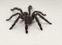 Brachypelma angustum-CostaRica Red Tarantula on the bedroom wall Good to be here, because I won't hear any eeek! or aiiie! from you.<br />
So we were planning to go for a beer, which required that Chris got some clean shoes.<br />
Up in the bedroom, I heard him shout LOOK AT THIS!!<br />
There she was 12 cm of Tarantula. I am not used to sleep with this in my bedroom, so I called my friend Carlos.. &iquest;que hago?<br />
Chris found an appropriate carton, about 50x60x40cm and declared. she doesn't want to go in there. I was in fits laughing when I saw a 2m bloke talk to a spider but I still managed to do the right thing and take a few photos. Chris coaxed her in with the help of a small carton and then she was transported to the garden. So far we have spotted two adult females, 2 babies, one male.<br />
links for the ID https://es.wikipedia.org/wiki/Brachypelma<br />
https://nl.wikipedia.org/wiki/Brachypelma_angustum<br />
https://tarantulasbristol.co.uk/?695,brachypelma-angustum-(f)<br />
http://www.net-bug.net/apps/photos/photo?photoid=95149795 Brachypelma angustum,Costa Rica,Costa Rica Red Tarantula,CostaRica Red Tarantula,Fall,Geotagged,small spider