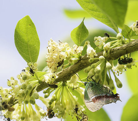 evenus regalis and friends This fancy looking hairstreak has come specially for the Guititi flowers. This is a tree which doesn't only provide lovely small berries for humans and birds (depending on meters of branch above ground level) but also hosts orchids and lots of wildlife. Costa Rica,Evenus regalis,Geotagged,Regal Hairstreak,Spring,blues,butterflies,evenus regalis,insects,lycanidae