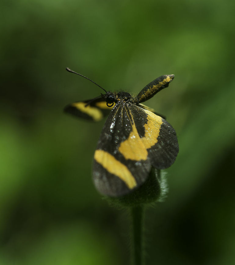 microtia elva - posing for a match Taken on a lowland farm which is pretty run down and hence very welcoming to insects. This was in the low grass. Costa Rica,Fall,Geotagged,Microtia (butterfly),Microtia elva,Nymphalidae,butterfly,insect,microtia elva,nymphalinae