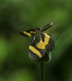 Microtia (butterfly)