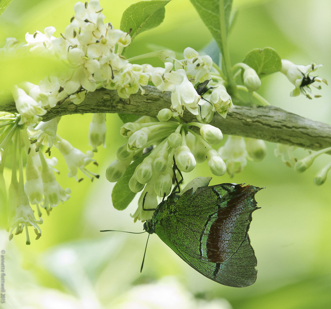 evenus regalis in the guititi Here are the links to identify this lovely hairstreak.<br />
As the light changes, he looks totally different<br />
the one I use for local butterflies<br />
<a href="http://www.acguanacaste.ac.cr/paginas-de-especies/insectos/106-lycaenidae/224-evenus-regalis-lycaenidae" rel="nofollow">http://www.acguanacaste.ac.cr/paginas-de-especies/insectos/106-lycaenidae/224-evenus-regalis-lycaenidae</a><br />
<a href="http://butterfliesofamerica.com/evenus_regalis_specimens.htm" rel="nofollow">http://butterfliesofamerica.com/evenus_regalis_specimens.htm</a><br />
<a href="http://butterfliesofamerica.com/evenus_regalis.htm" rel="nofollow">http://butterfliesofamerica.com/evenus_regalis.htm</a> Costa Rica,Evenus regalis,Geotagged,Regal Hairstreak,Spring,evenus regalis,hairstreak,lycanidae