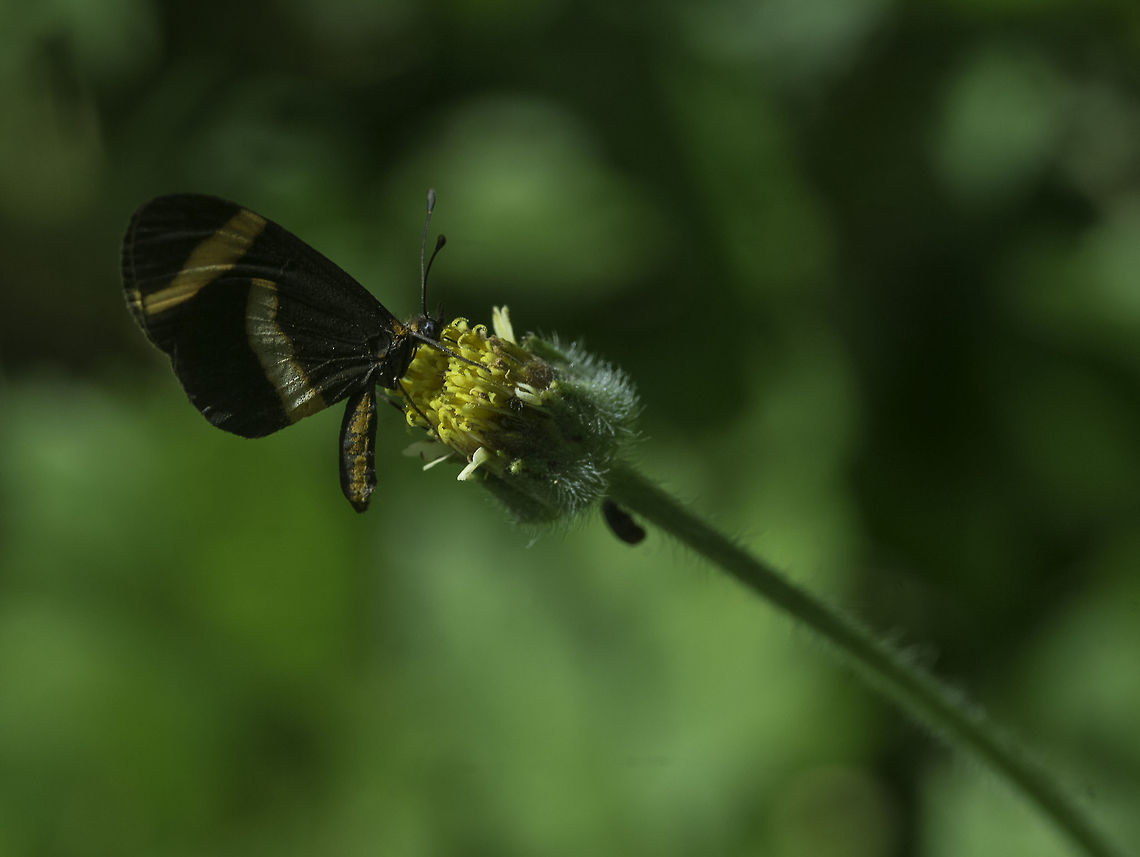 microtia elva -side view a very small Nyimphalina Costa Rica,Fall,Geotagged,Microtia (butterfly),Microtia elva,butterfly,insect,microtia elva,nymphalidae,nymphalinae