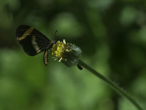 microtia elva -side view a very small Nyimphalina Costa Rica,Fall,Geotagged,Microtia (butterfly),Microtia elva,butterfly,insect,microtia elva,nymphalidae,nymphalinae